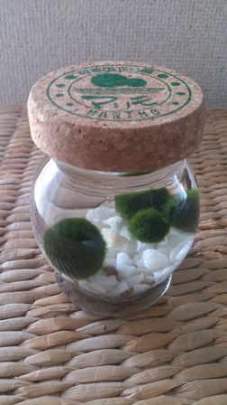 marimo-10.jpg
